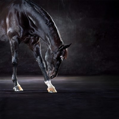 Uthopia - The Bow
