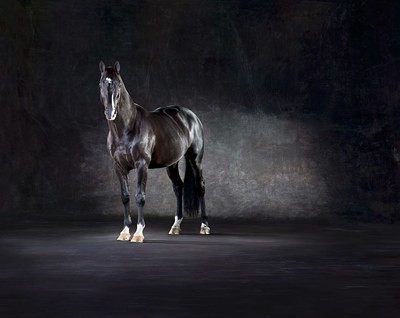 Uthopia - The Horse Series