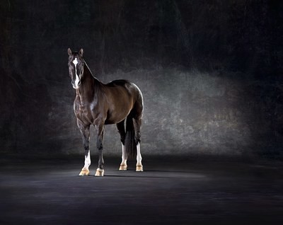 Valegro - Olympic Dressage Horse