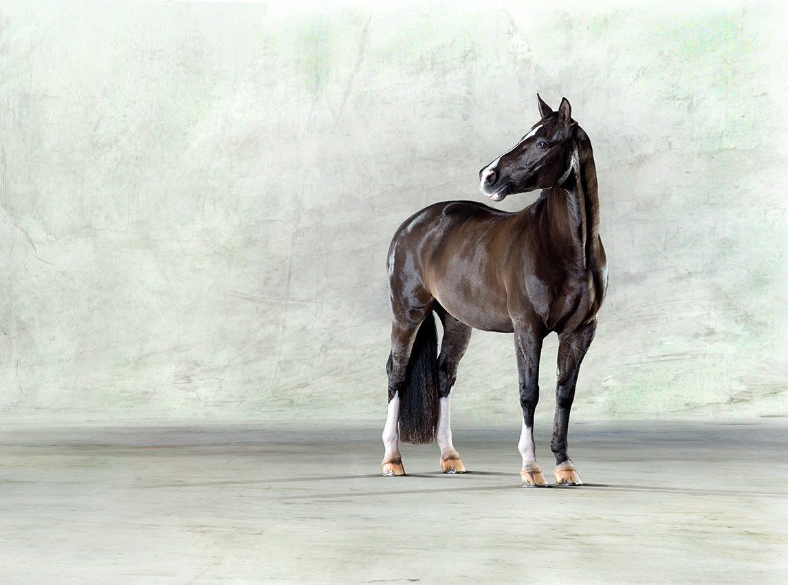 Valegro ll - Olympic Dressage Horse
