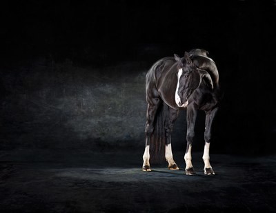 Katchina - The Horse Series