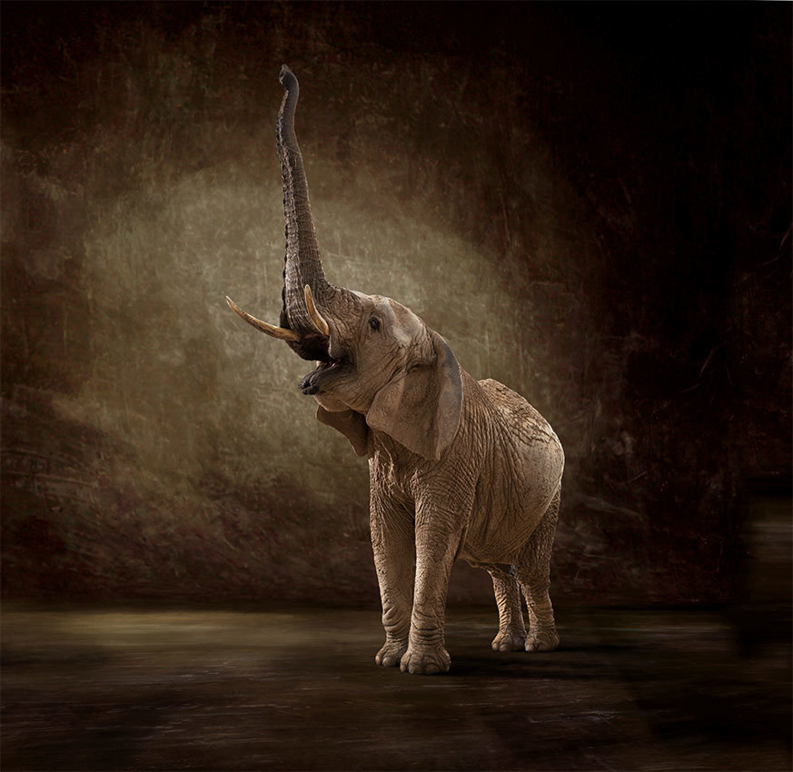 Ashanti - The Endangered Series, Elephant