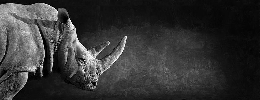 White Rhino - The Endangered Series
