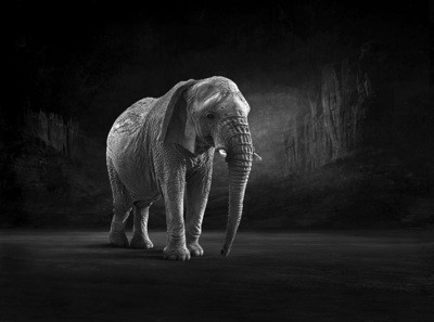 Matriarch - The Endangered Series, Elephant