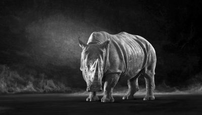 The White Rhino - The Endangered Series