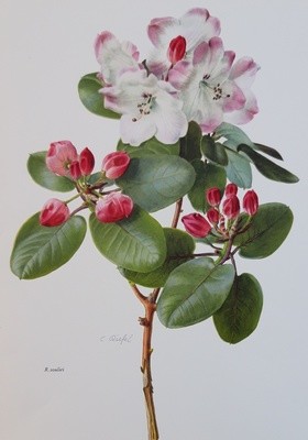 Rhododendron prints - vintage