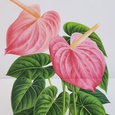 19th Century Botanical
