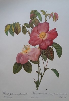 Redoute Rose Prints