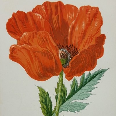 Edward Hulme Wild Flower Prints