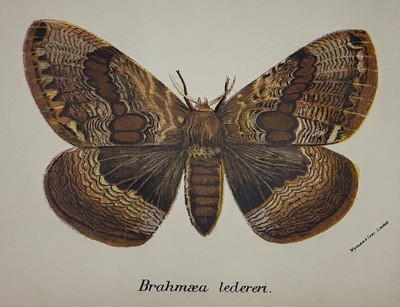Moths / Butterflies 19th century