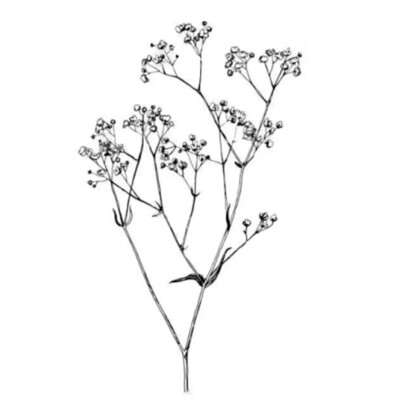 Gypsophila: pluimgipskruid