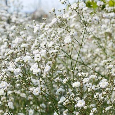 Gypsophila: pluimgipskruid
