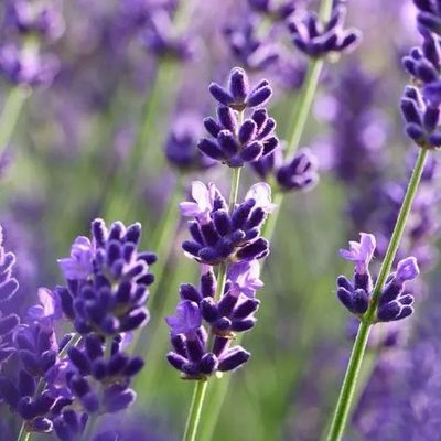 Lavendel