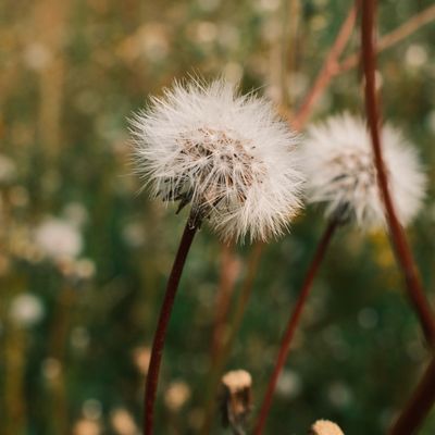 Dandelion, paardebloempluis