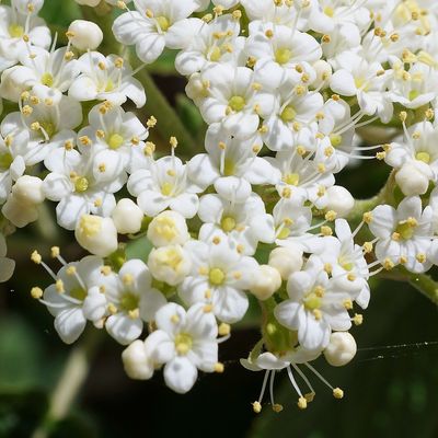 Elderflowers, vlierbloesems
