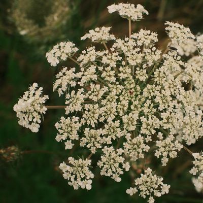 Queen Anne's Lace