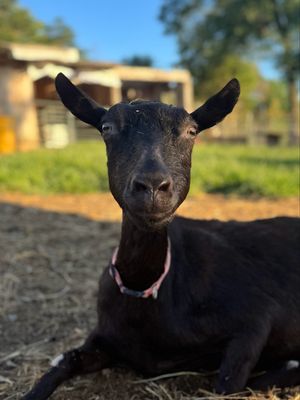 Raw Goat Milk Half Gallons - SATURDAY OAK RIDGE FARMERS MARKET, JACKSON SQUARE Prepay/Reserve