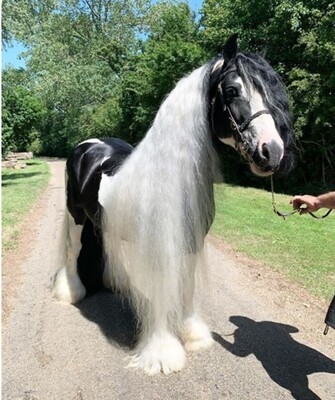 Tail &amp; Mane