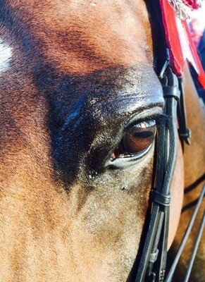 Eyes and Muzzle