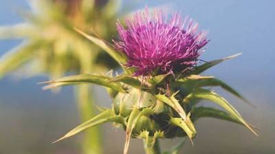 Materia Medica - Herbs Explained