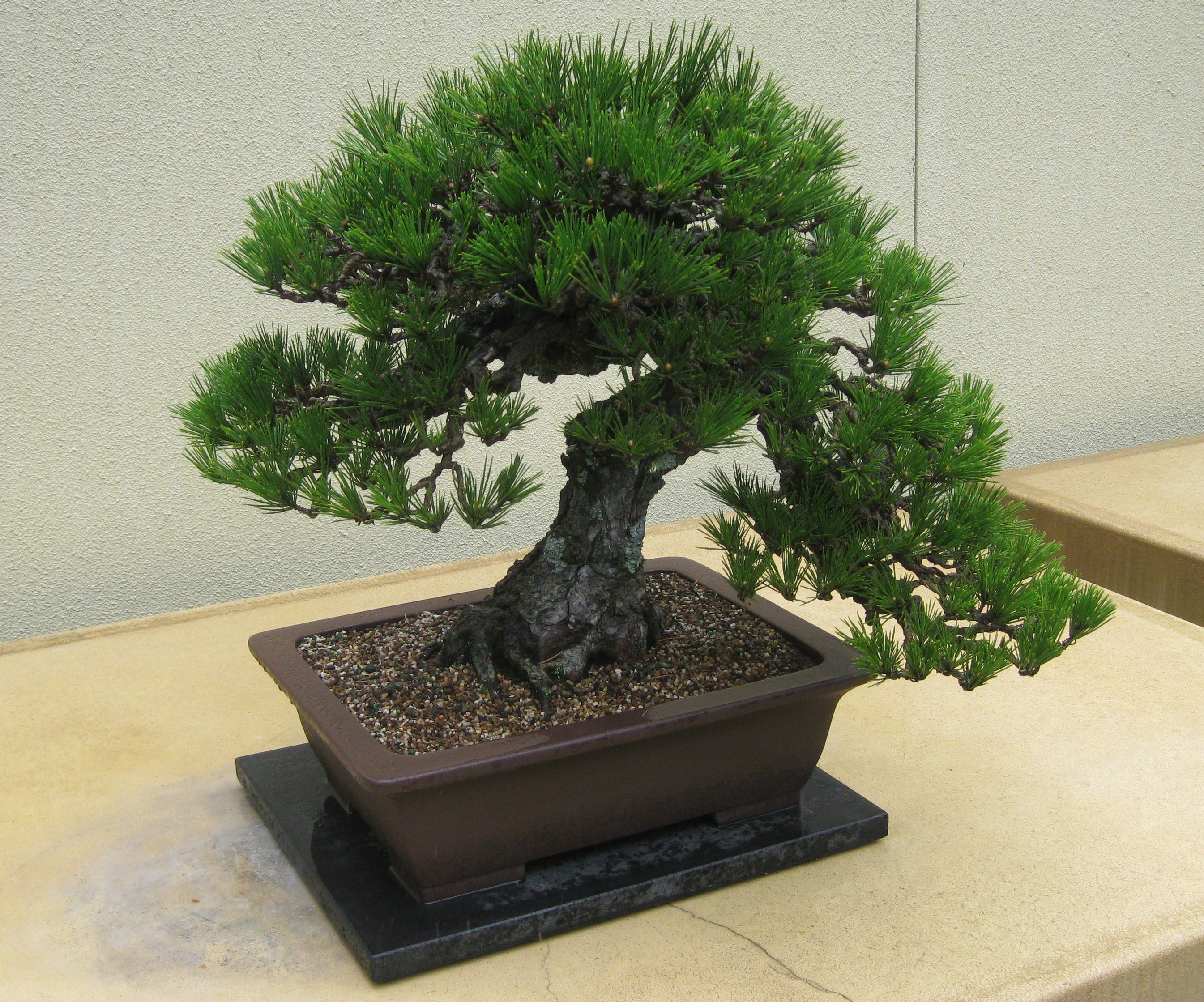 Японский бонсай купить. Сосна Тунберга Pinus thunbergii. Сосна Пиния бонсай. Фикус ретуза бонсай. Сосна Нигра бонсай.