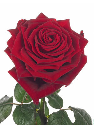 Red Naomi roses
