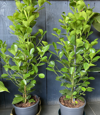 Ficus Moclame - Laurel Fig