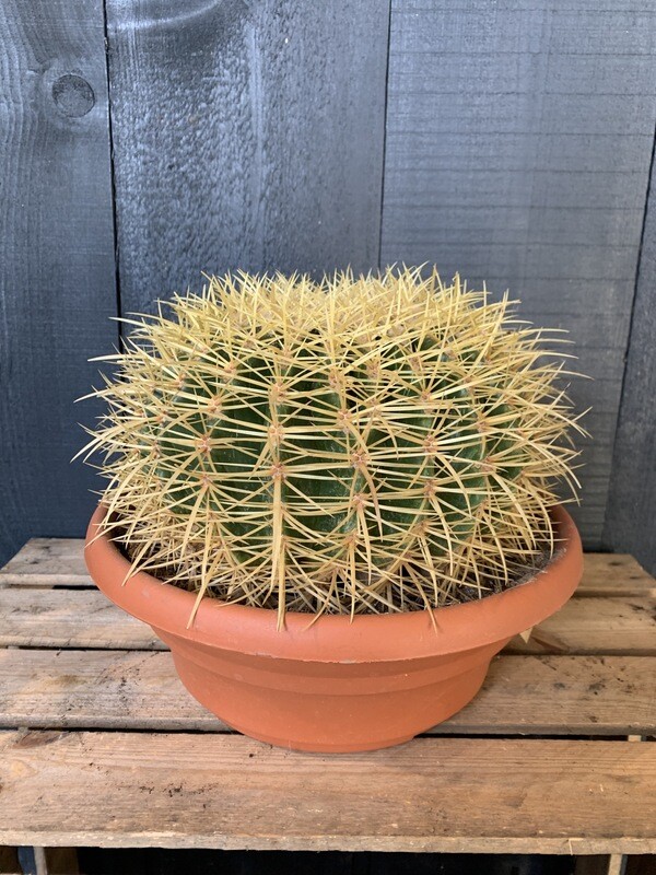 Echinocactus Grusonii - Golden Barrel Cactus