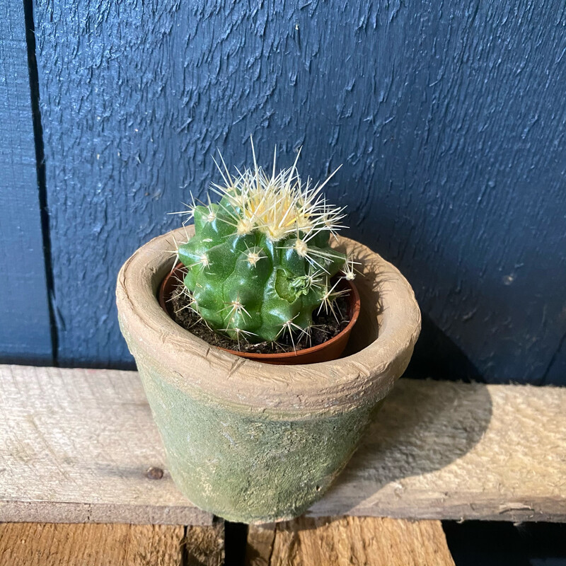 Mini Cactus 