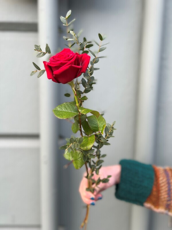 Romantic Red Rose