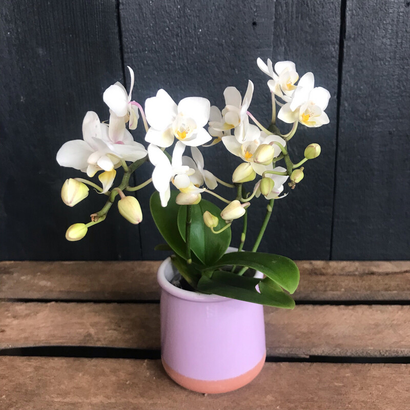 White Mini Wild Orchid in Pot
