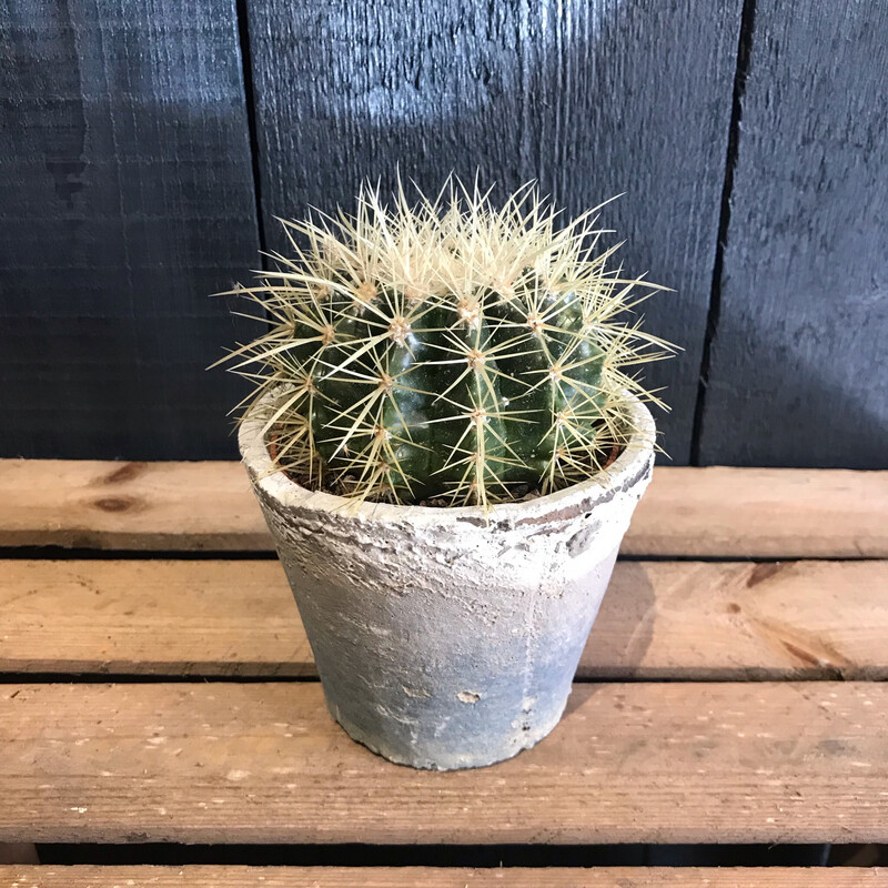 Mini Echinocactus In Stone Pot