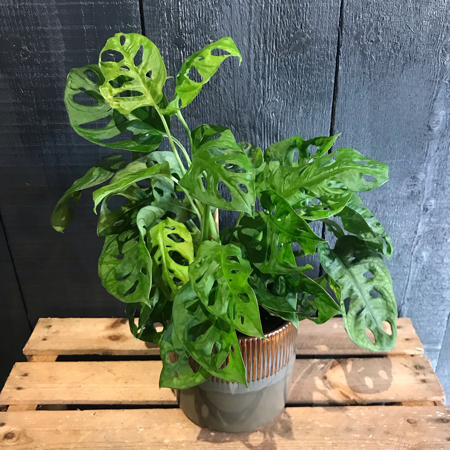 Monstera Monkey Leaf