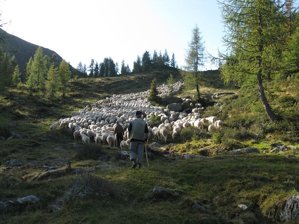 Agnello delle Dolomiti (9 kg)