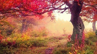 Old Tree with Red Leaves Picture Print with Frame