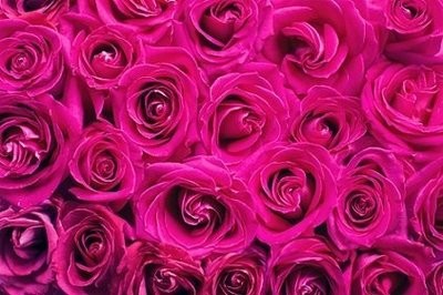 Pink Roses Picture Print with Frame