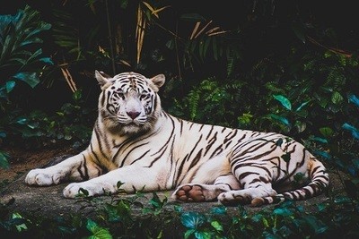 White Tiger Picture Print with Frame
