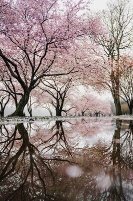 Cherry Trees Photo Frame
