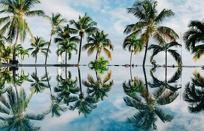 Coconut Trees - Matt Laminated Photo Frame