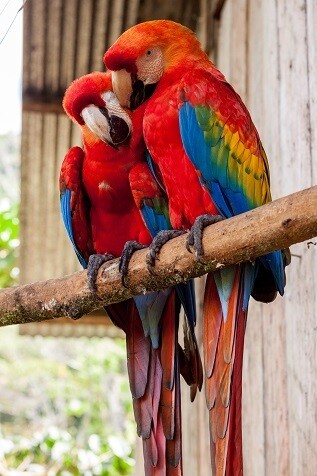 Red Parrots Picture Print with Frame