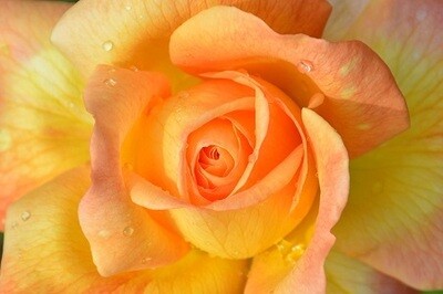 Rose Flower Picture Print with Frame