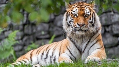 Tiger Picture Print with Frame