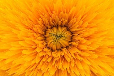 Yellow Flower Picture Print with Frame