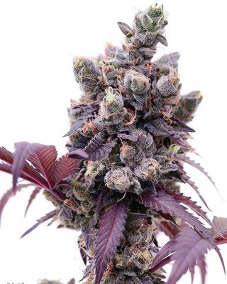 Gelato