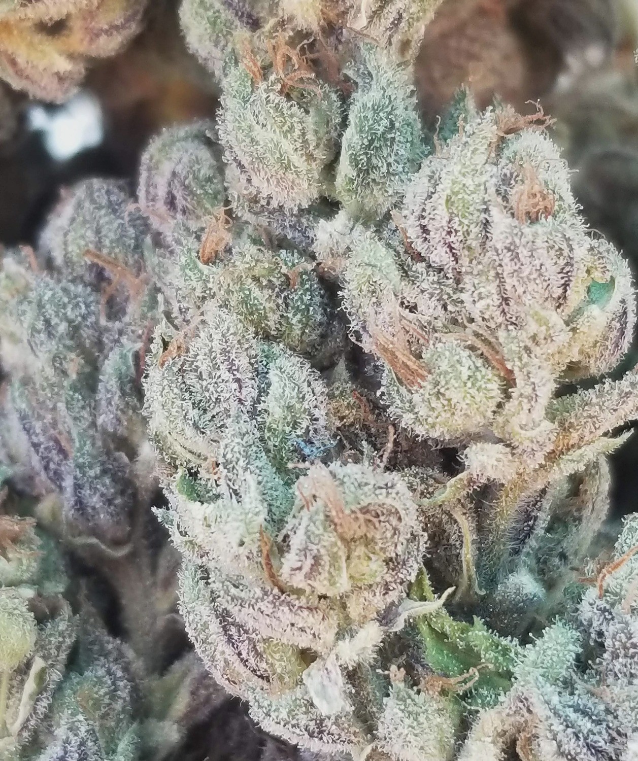 MOONWALKER KUSH