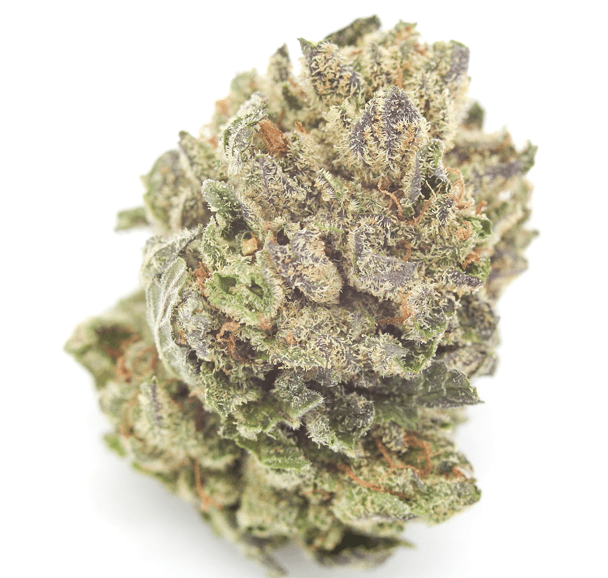 NORTHERN LIGHTS