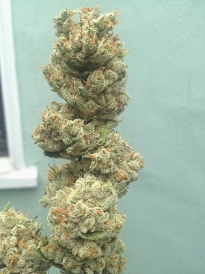 Lemon Skunk