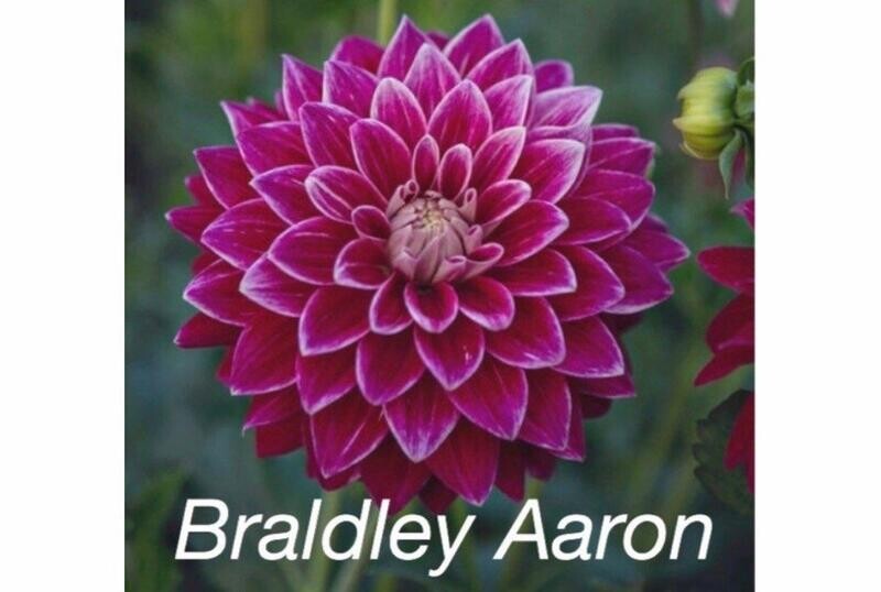 Bradley Aaron Tuber