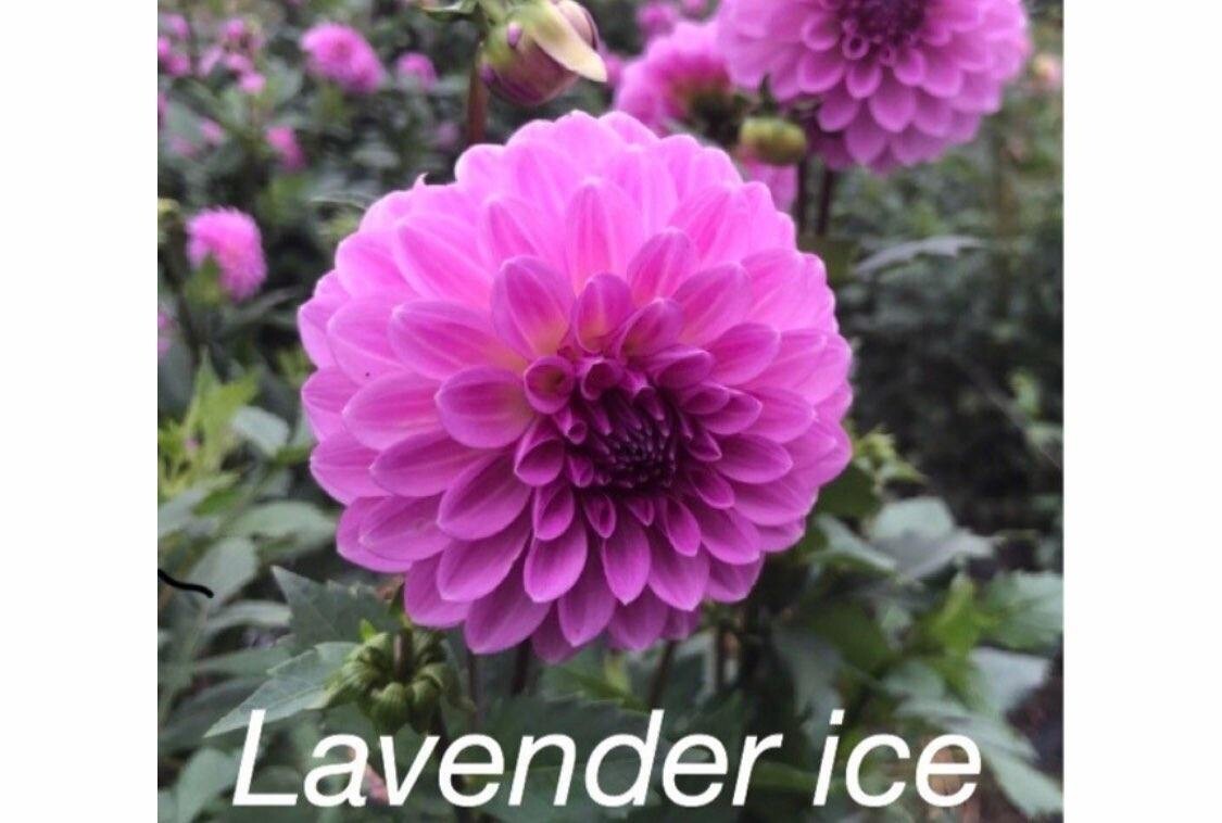 Lavender Ice