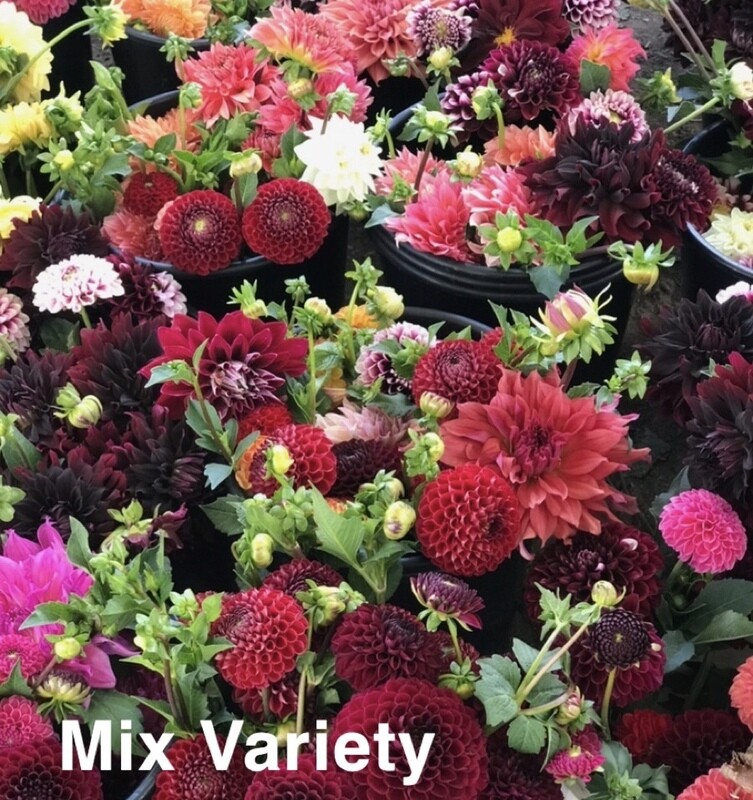 Mix Variety